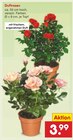 Aktuelles Duftrosen Angebot bei Netto Marken-Discount in Krefeld ab 3,99 €