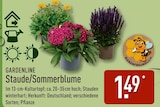 Staude/Sommerblume im Angebot bei ALDI Nord in Langenhagen Staude/Sommerblume Angebote von GARDENLINE bei ALDI Nord Langenhagen für 1,49 €