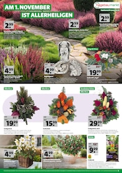 Aktueller Hagebaumarkt Prospekt mit Stauden, "RAN AN DEN HERBST", Seite 13
