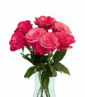 Aktuelle Pflanzen Angebote bei Netto Marken-Discount in Oberhausen Aktuelles Großköpfige Hochland Rosen Angebot bei Netto Marken-Discount in Oberhausen ab 1,99 €
