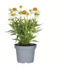 Sonnenhut im Angebot bei toom Baumarkt in Suhl Sonnenhut Angebote bei toom Baumarkt Suhl für 5,49 €