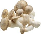 Kräuterseitlinge im Angebot bei Denns BioMarkt in Karlsruhe Kräuterseitlinge Angebote von Bioland bei Denns BioMarkt Karlsruhe für 2,99 €