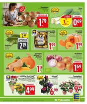 Blumen im EDEKA Prospekt in Friedrichshafen Aktueller EDEKA Prospekt mit Blumen, "Wir lieben Lebensmittel.", Seite 5