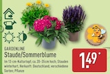Staude/Sommerblume im Angebot bei ALDI Nord in Halberstadt Staude/Sommerblume Angebote von GARDENLINE bei ALDI Nord Halberstadt für 1,49 €