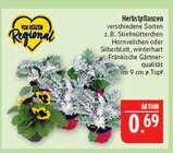 Herbstpflanzen im Angebot bei Marktkauf in Altenburg Herbstpflanzen Angebote bei Marktkauf Altenburg für 0,69 €