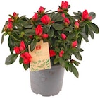 Azalee im Angebot bei REWE in Heidelberg Azalee Angebote von REWE Beste Wahl bei REWE Heidelberg für 3,49 €