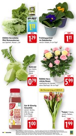 Ähnliche Angebote wie Balkonpflanzen im Prospekt "Aktuelle Angebote" auf Seite 9 von EDEKA in Offenburg