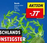 Rucola Angebote bei Lidl Koblenz für 0,77 €