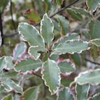 Pittosporum tenuifolium Victoria blanc en pot de 7,5 L - BOTANIC® à 35,99 € dans le catalogue Botanic