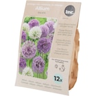 Promo Bulbes à fleurs à 1,67 € dans le catalogue Action à Verneuil-sur-Avre