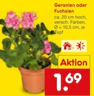 Aktuelles Geranien oder Fuchsien Angebot bei Netto Marken-Discount in Aachen ab 1,69 €
