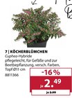 Aktuelles Köcherblümchen Angebot bei Dehner Garten-Center in Münster ab 2,49 €