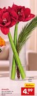 Amaryllis im aktuellen Netto Marken-Discount Prospekt für 4,99 €