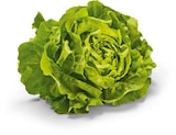 Kopfsalat im Netto Marken-Discount Prospekt Kopfsalat von HEIMAT im aktuellen Netto Marken-Discount Prospekt für 1,11 €