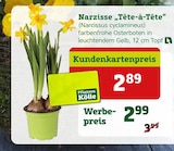 Narzisse „Tête-à-Tête“ bei Pflanzen Kölle im Wildau Prospekt für 2,89 €