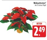 Weihnachtsstern Angebote bei EDEKA Gera für 2,49 €