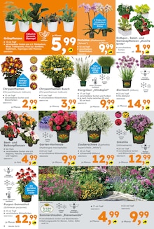 Blumen im Globus-Baumarkt Prospekt "Immer eine Idee besser" mit 16 Seiten (Hamburg)