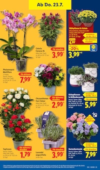 Blumen im aktuellen Lidl Prospekt (Mannheim) Blumen im Lidl Prospekt "LIDL LOHNT SICH" mit 69 Seiten (Mannheim)