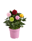 Chrysanthème flowerpops en promo chez Lidl Limoges à 6,49 €