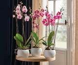 Phalaenopsis 3 Tiges Pot 12 cm en promo chez Intermarché Hyper Perpignan à 11,99 €