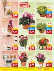 Pflanzen im Netto Marken-Discount Prospekt in Bergisch Gladbach Aktueller Netto Marken-Discount Prospekt mit Pflanzen, "Aktuelle Angebote", Seite 25