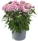 Gartenpflanzen im REWE Prospekt Männertreu im aktuellen REWE Prospekt für 1,99 €