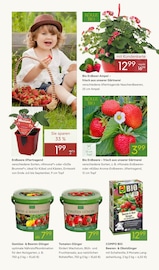 Aktueller Pflanzen Kölle Prospekt mit Gemüse, "BLÜTENZAUBER FÜR ZUHAUSE", Seite 8