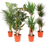 PLANTES VERTES - SANS MARQUE dans le catalogue Auchan Hypermarché