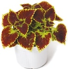 Netto mit dem Scottie Angermünde - Buntnessel 'Coleus' Angebot im Prospekt Buntnessel 'Coleus' bei Netto mit dem Scottie im Angermünde Prospekt für 2,19 €