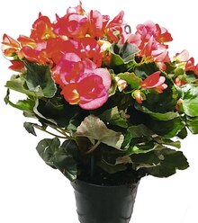 Begonia - Casino Supermarchés à Pau Begonia en promo chez Casino Supermarchés Pau à 8,90 €