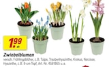 Zwiebelblumen Angebote bei toom Baumarkt Stuttgart für 1,99 €