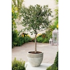 Olivier tige en promo chez Carrefour Olivier tige dans le catalogue Carrefour