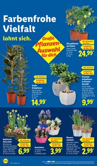 Pflanzen im Lidl Prospekt "LIDL LOHNT SICH" mit 65 Seiten (Jena)
