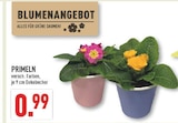 Marktkauf Greven - Primeln Angebot im Prospekt Primeln bei Marktkauf im Greven Prospekt für 0,99 €