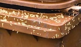Bio- und Mülltonnenstreu von Agricon im aktuellen Globus-Baumarkt Prospekt