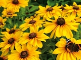 Sonnenhut-Mix von FloraSelf im aktuellen Hornbach Prospekt für 13,95 €