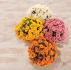 Chrysantheme - U - Super U à Castres Chrysantheme - U en promo chez Super U Castres à 13,98 €