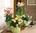 Plante fleurie prêt à offrir dans une collerette en promo chez Intermarché Super Plante fleurie prêt à offrir dans une collerette dans le catalogue Intermarché Super