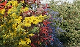 Arbustes pour massifs ou haies vives à Jardiland dans Donville-les-Bains