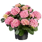 Aktuelle Hortensie Angebote bei Lidl in Karlsruhe Aktuelles Gartenhortensie Angebot bei Lidl in Karlsruhe ab 7,99 âŹ