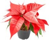 Weihnachtsstern Angebot in Allershausen Weihnachtsstern im aktuellen Prospekt bei Penny-Markt in Allershausen