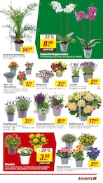 toom Baumarkt Studentenblume im Prospekt toom Baumarkt Studentenblume im Prospekt