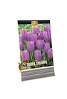Narcissus im Angebot bei Lidl in Ulm Narcissus Angebote bei Lidl Ulm für 1,99 €