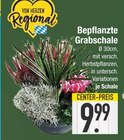 Bepflanzte Grabschale im EDEKA Prospekt Bepflanzte Grabschale von  im aktuellen EDEKA Prospekt für 9,99 €