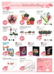 Aktueller V-Markt Prospekt mit Tasse, "V-Markt einfach besser einkaufen", Seite 14