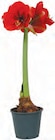 Amaryllis im Topf für 2,99 € bei Netto mit dem Scottie im Angebot Amaryllis im Topf im aktuellen Netto mit dem Scottie Prospekt