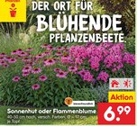 Sonnenhut im Angebot bei Netto Marken-Discount in Görlitz Sonnenhut Angebote bei Netto Marken-Discount Görlitz für 6,99 €
