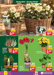 Blumen im Netto Marken-Discount Prospekt in Frankfurt Aktueller Netto Marken-Discount Prospekt mit Blumen, "Aktuelle Angebote", Seite 10