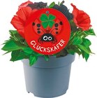 Petunien-Mix „Glückskäfer“  im aktuellen Netto mit dem Scottie Prospekt für 2,69 €