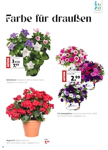 Blumen im aktuellen Blumen Ostmann Prospekt (Bremen) Blumen im Blumen Ostmann Prospekt "Ein Sommer voller Blumen" mit 8 Seiten (Bremen)